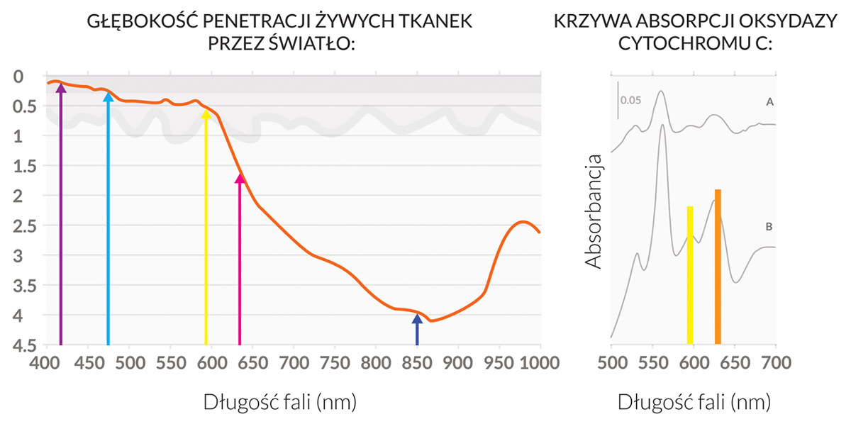 Urogyn LL wykresy